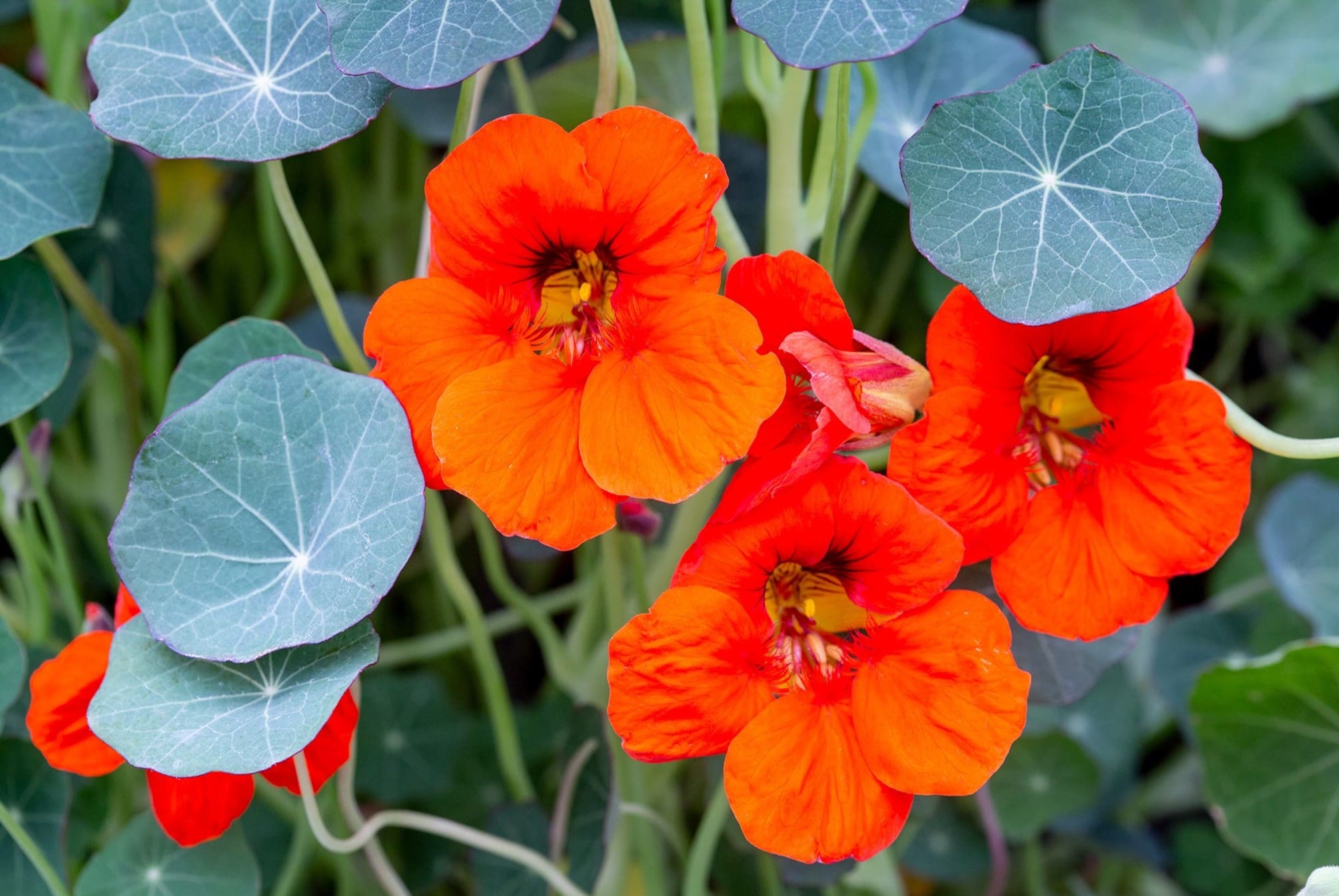 20-facts-about-nasturtium