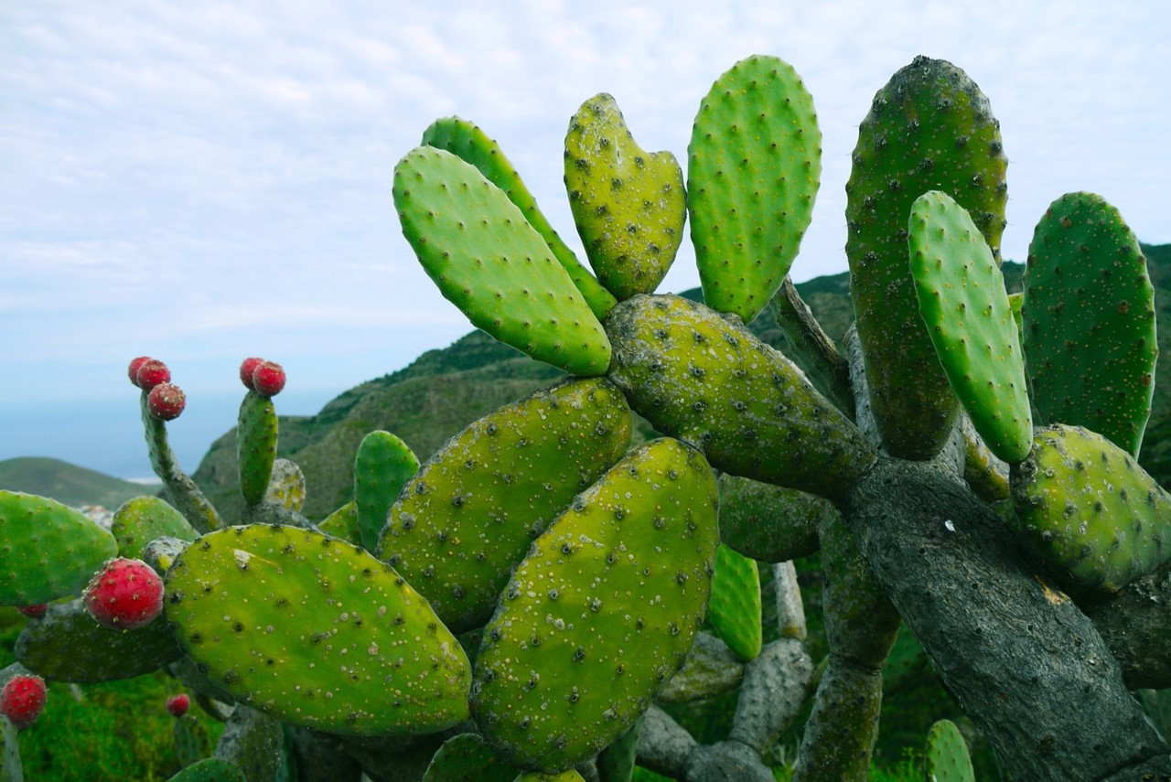 20-facts-about-nopal