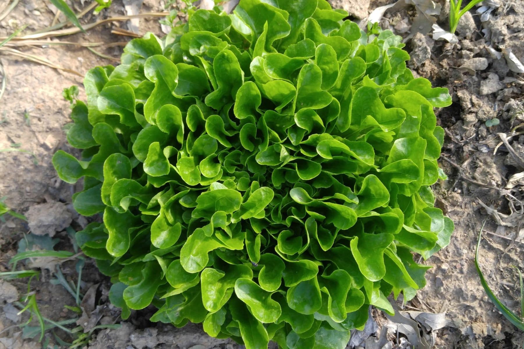 20-facts-about-oakleaf-lettuce