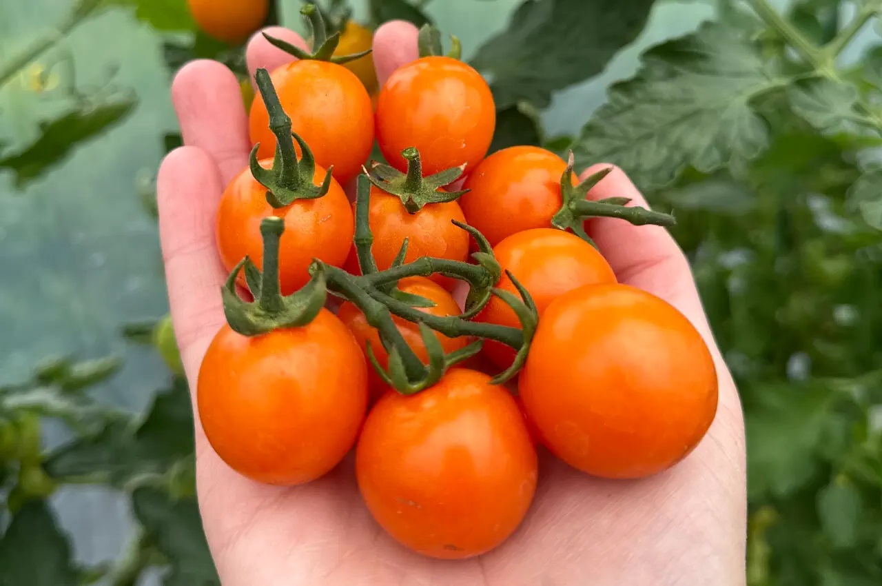 20-facts-about-orange-tomato