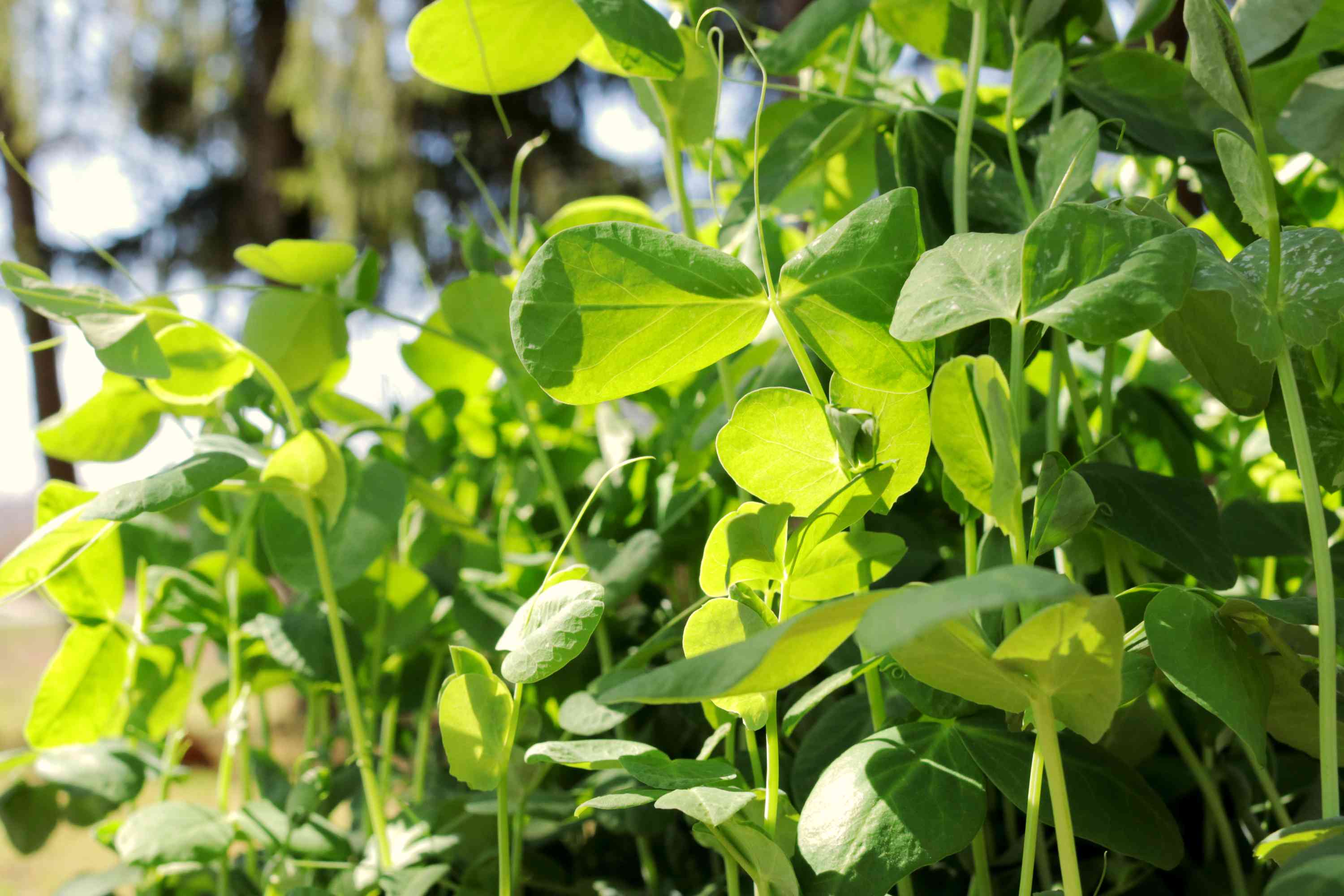 20-facts-about-pea-shoots-and-tendrils