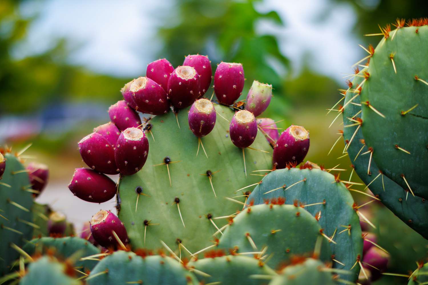 20-facts-about-prickly-pear-cactus