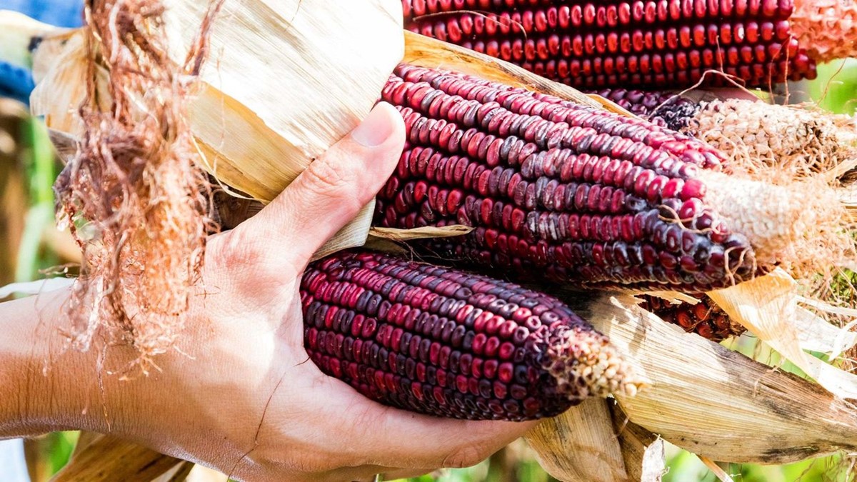 20-facts-about-purple-corn