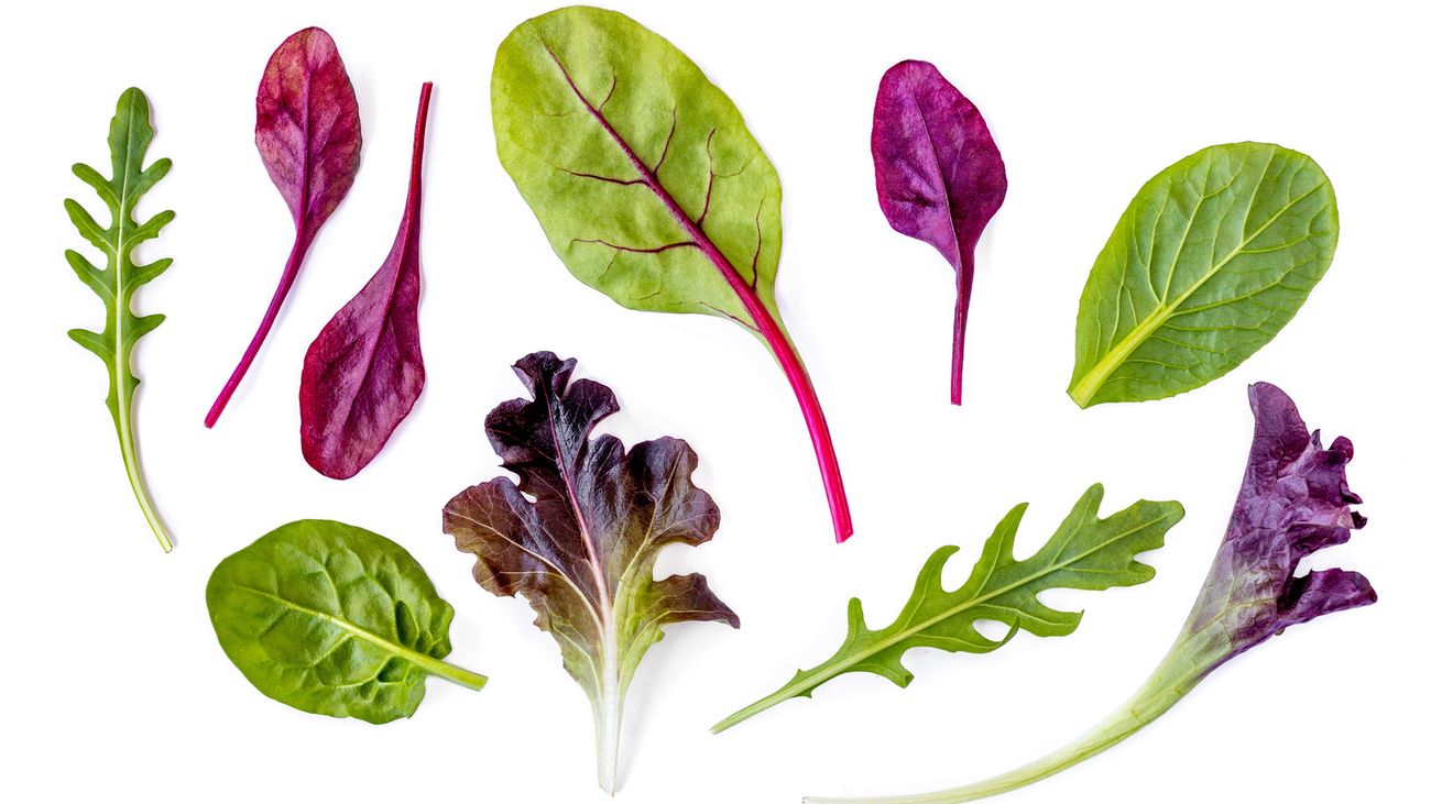 20-facts-about-purple-lettuce