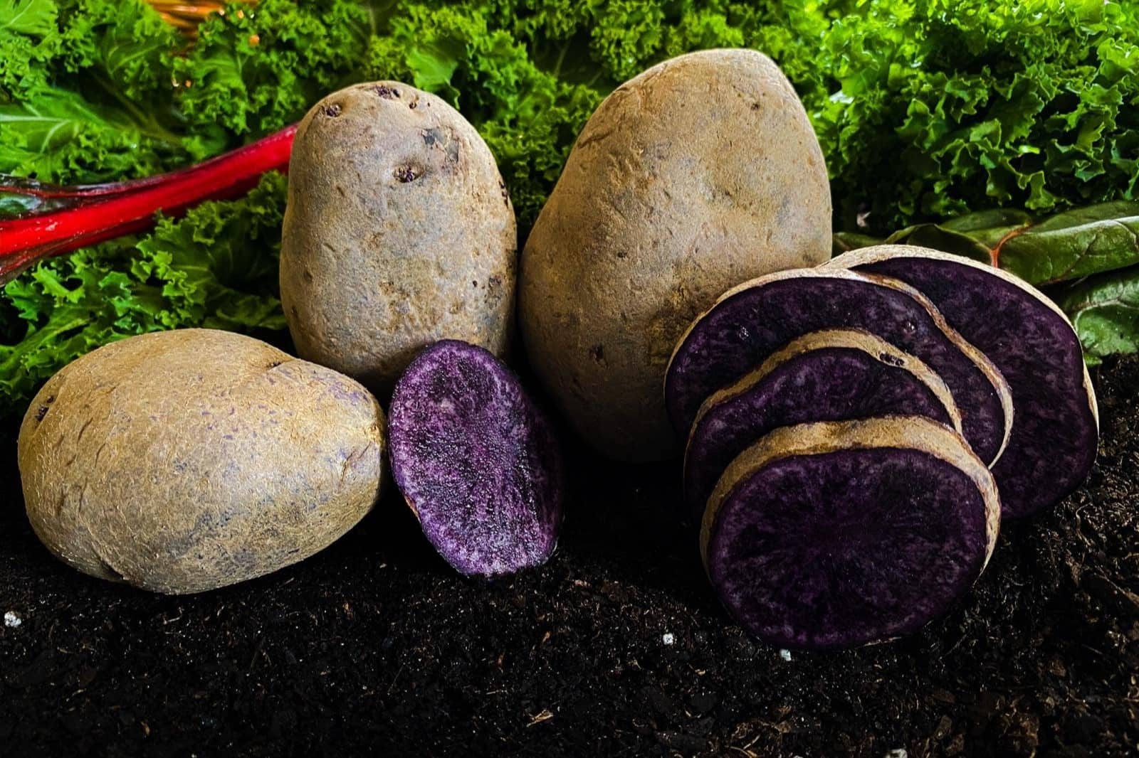 20-facts-about-purple-majesty-potato