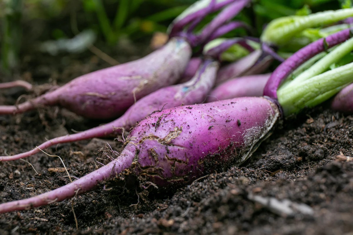 20-facts-about-purple-radish