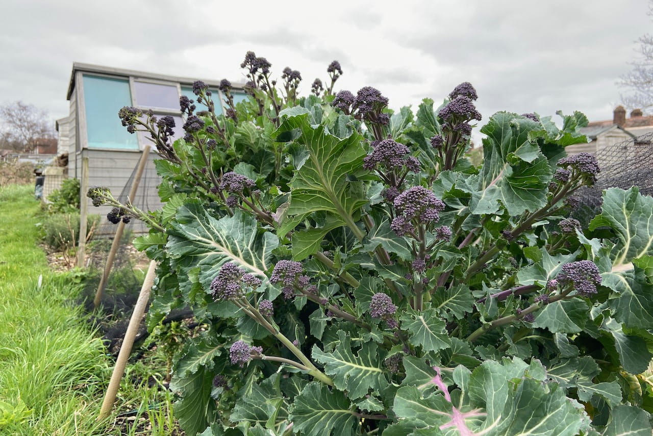 20-facts-about-purple-sprouting-broccoli