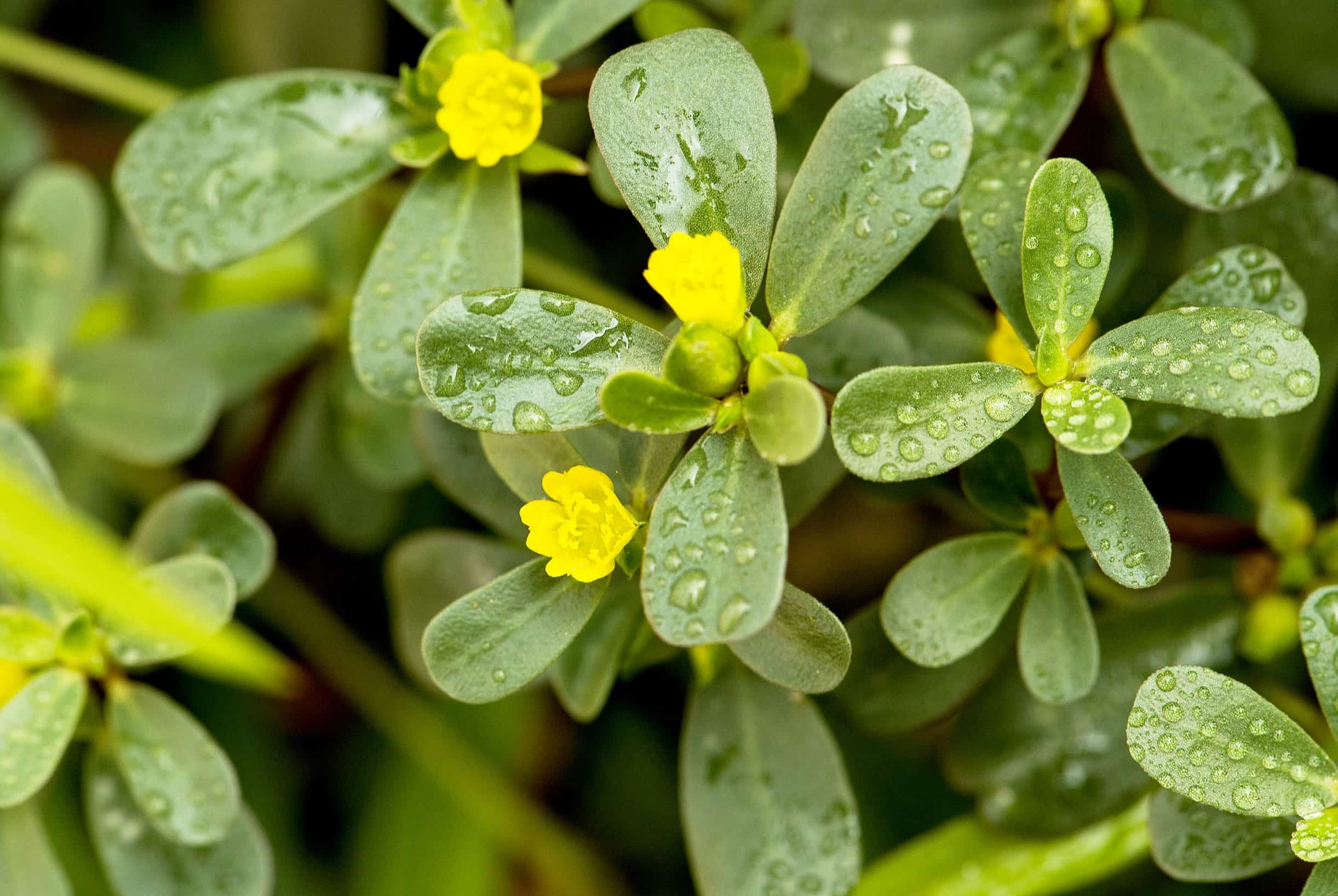 20-facts-about-purslane