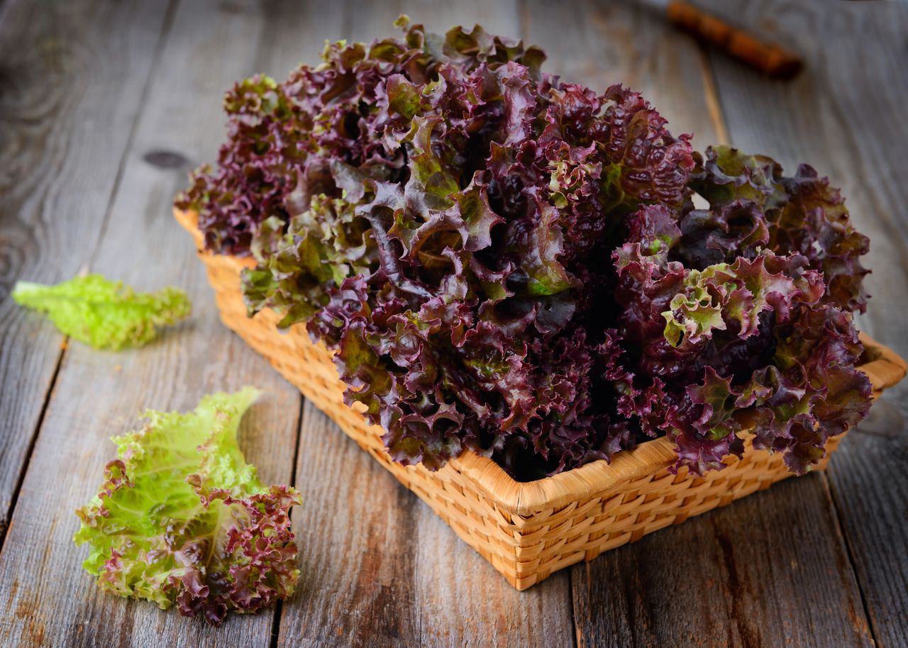 20-facts-about-red-leaf-lettuce