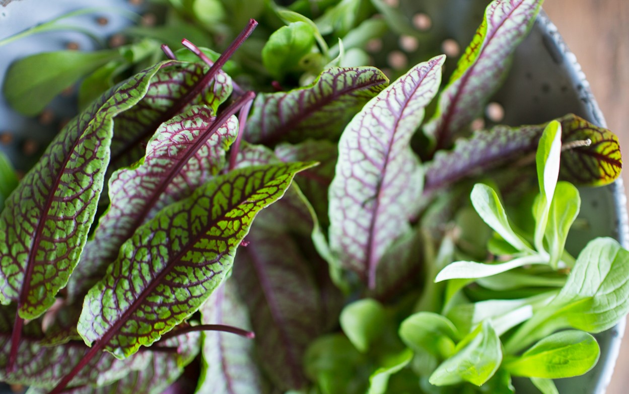 20-facts-about-red-sorrel