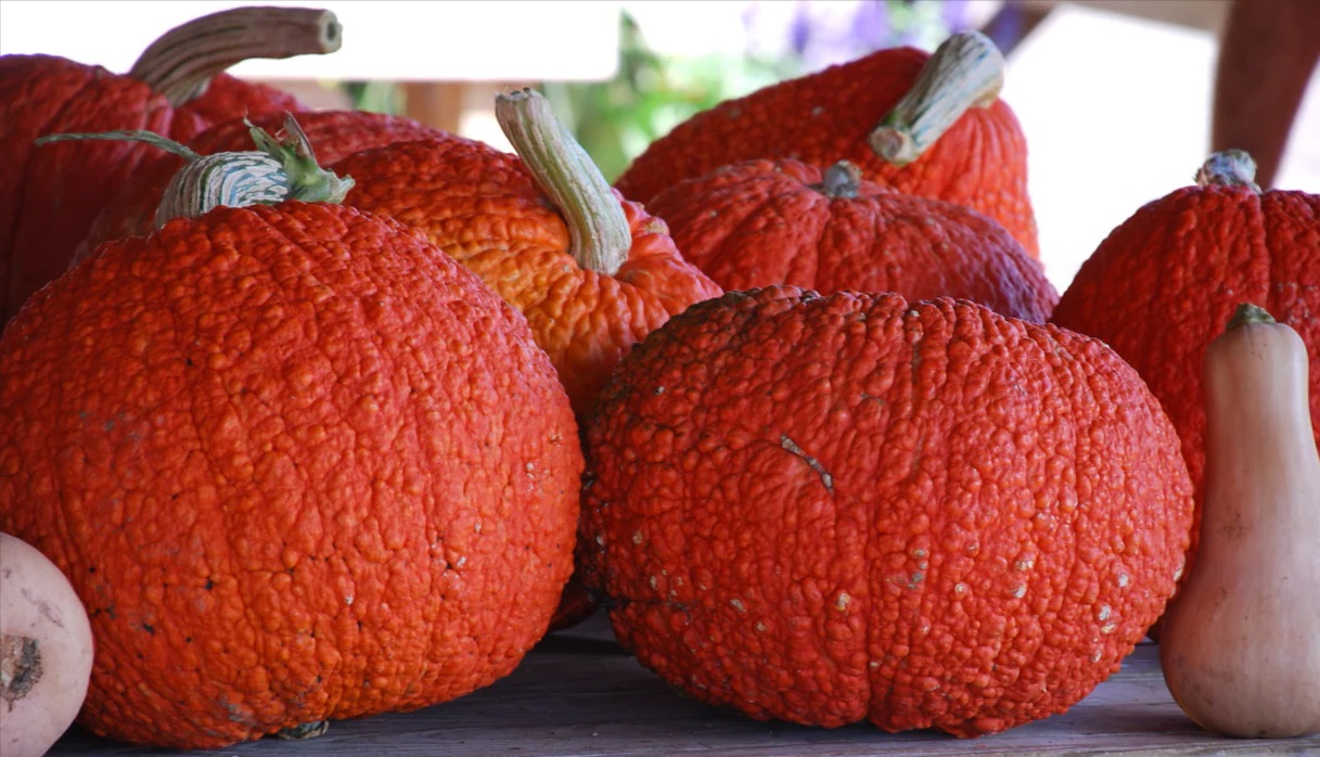 20-facts-about-red-warty-thing-squash