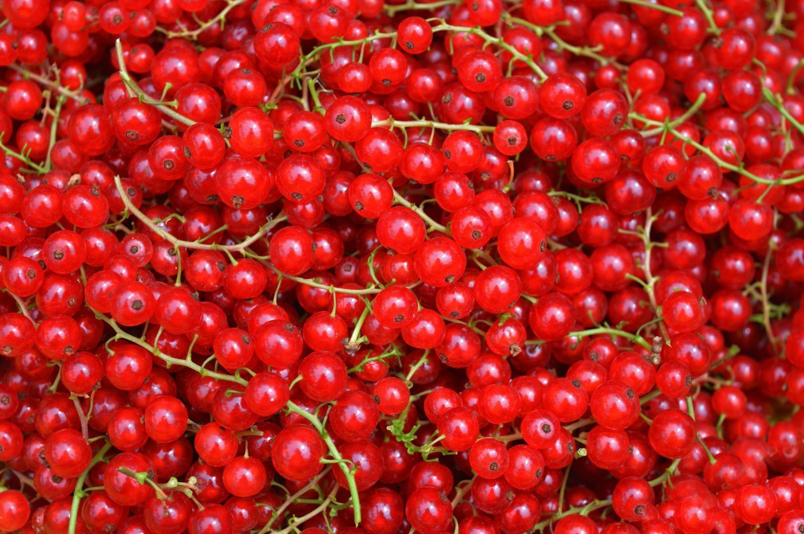 20-facts-about-redcurrant