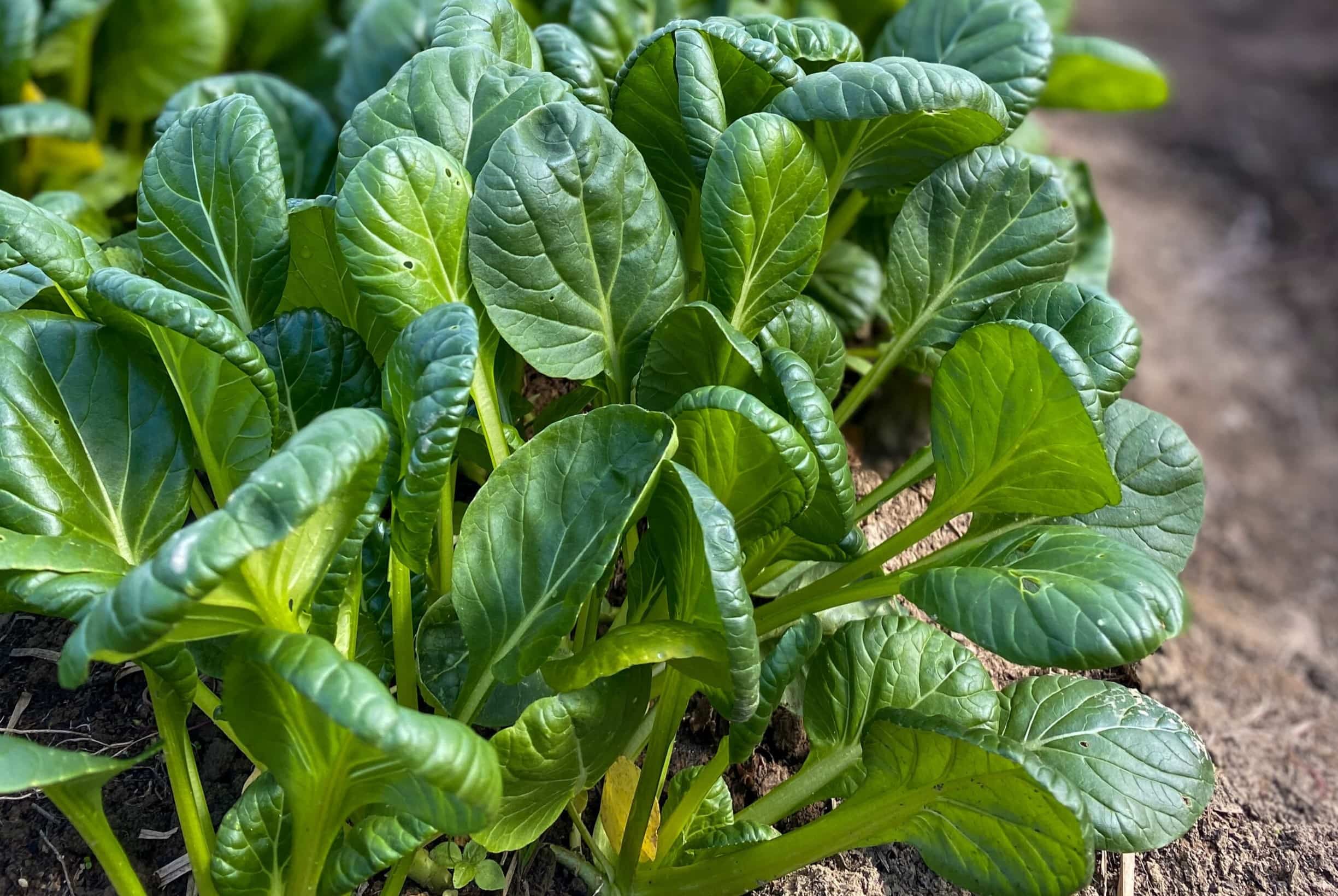 20-facts-about-rosette-bok-choy