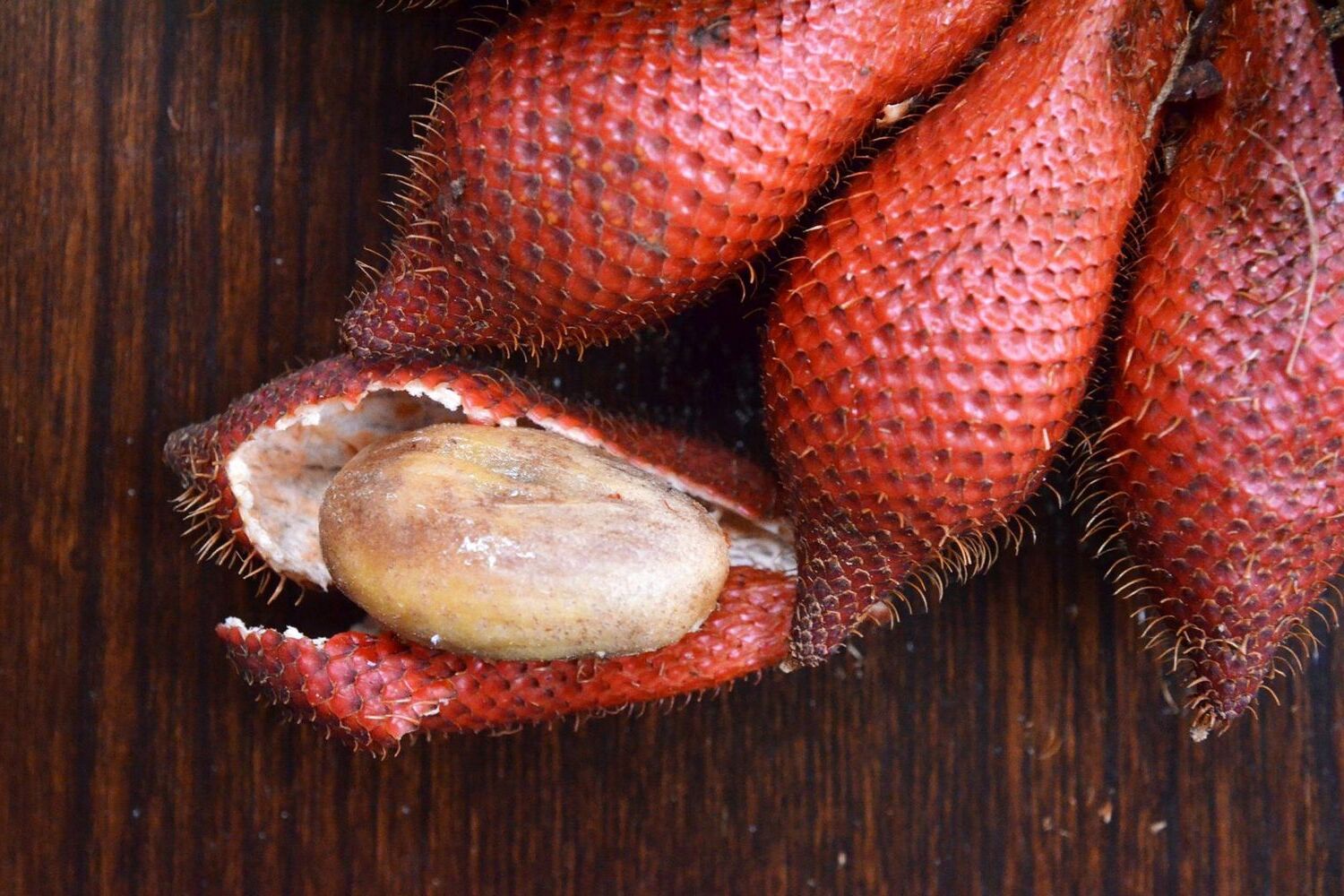 20-facts-about-salak