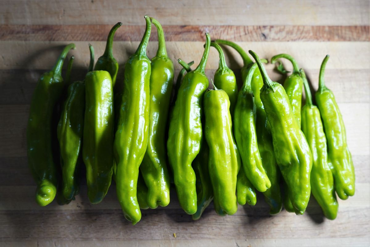 20-facts-about-shishito-peppers