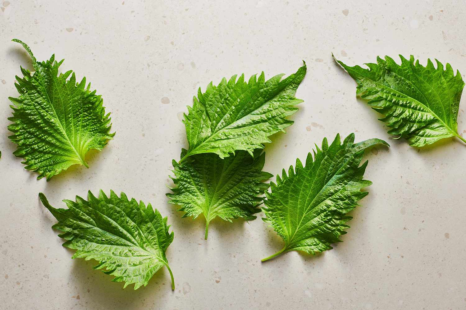 20-facts-about-shiso