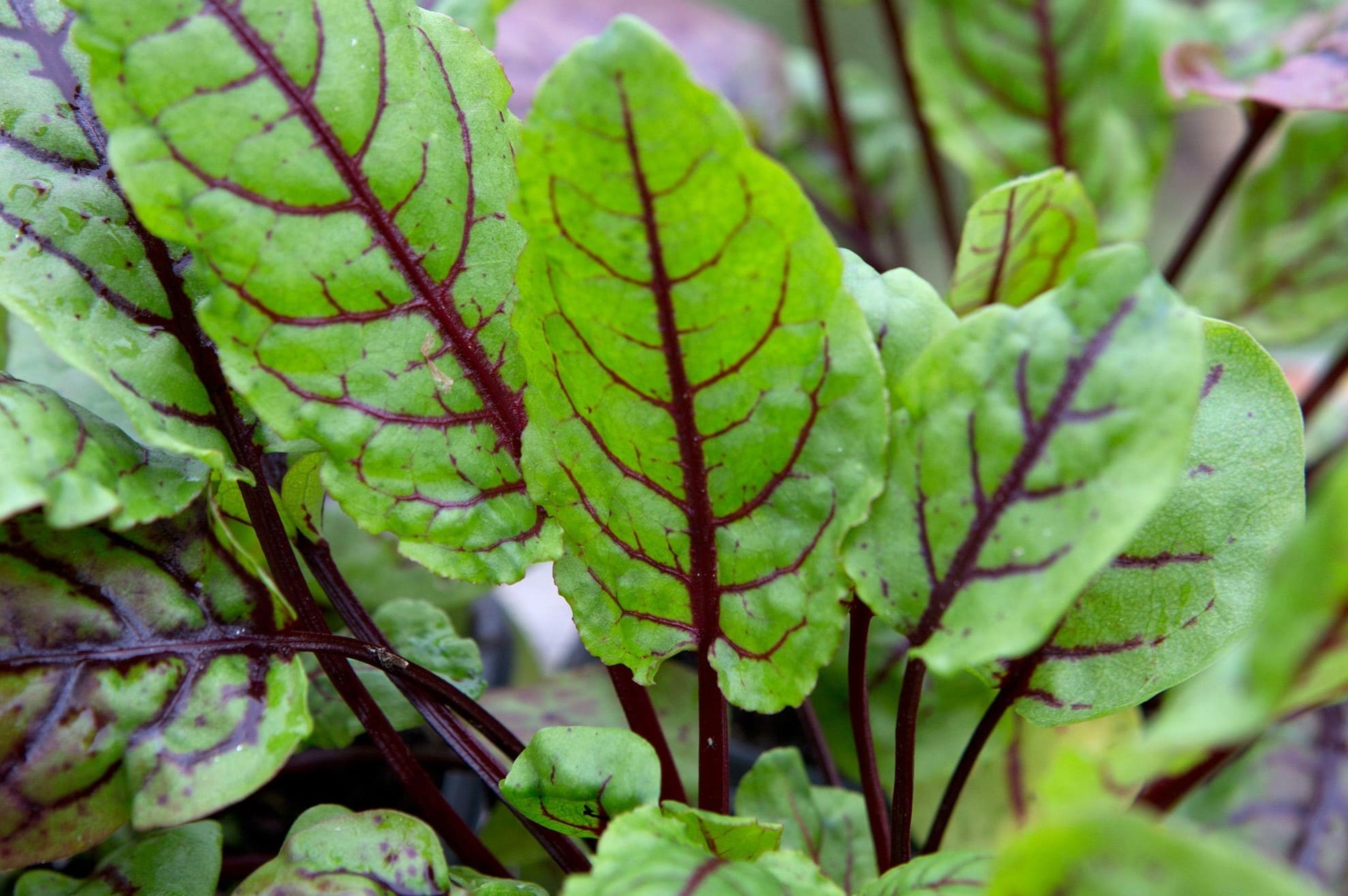 20-facts-about-sorrel