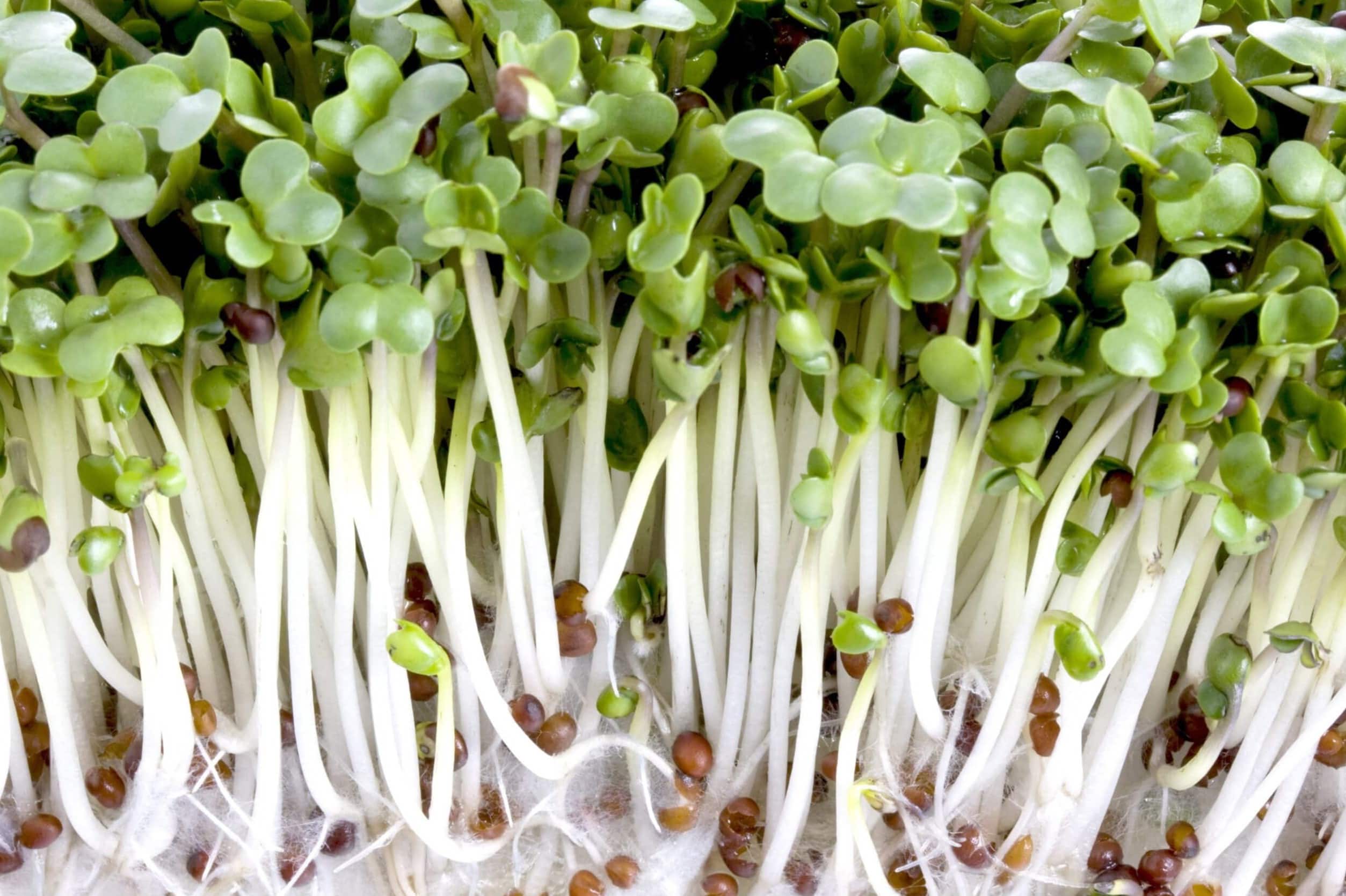 20-facts-about-sprouts