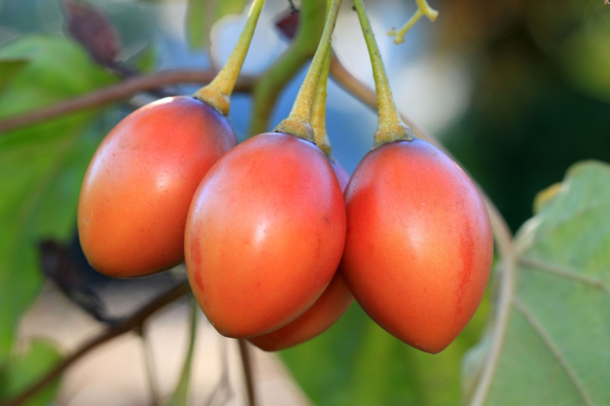 20-facts-about-tamarillo