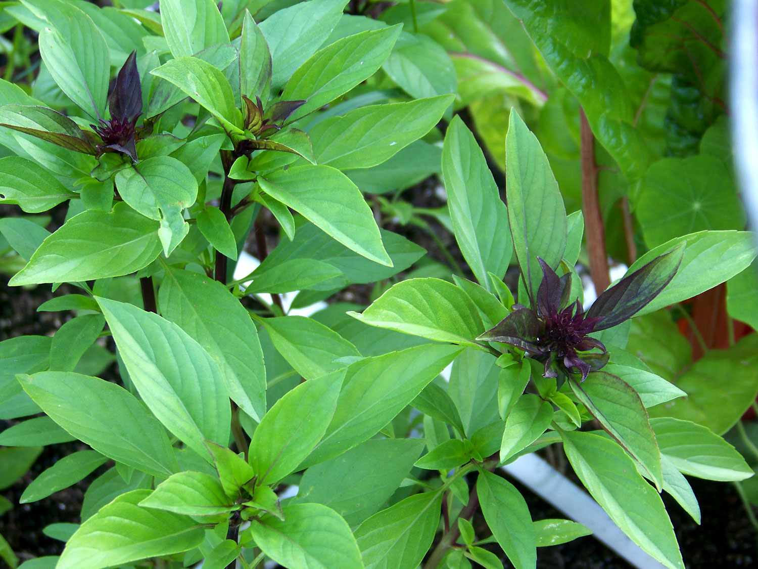 20-facts-about-thai-basil