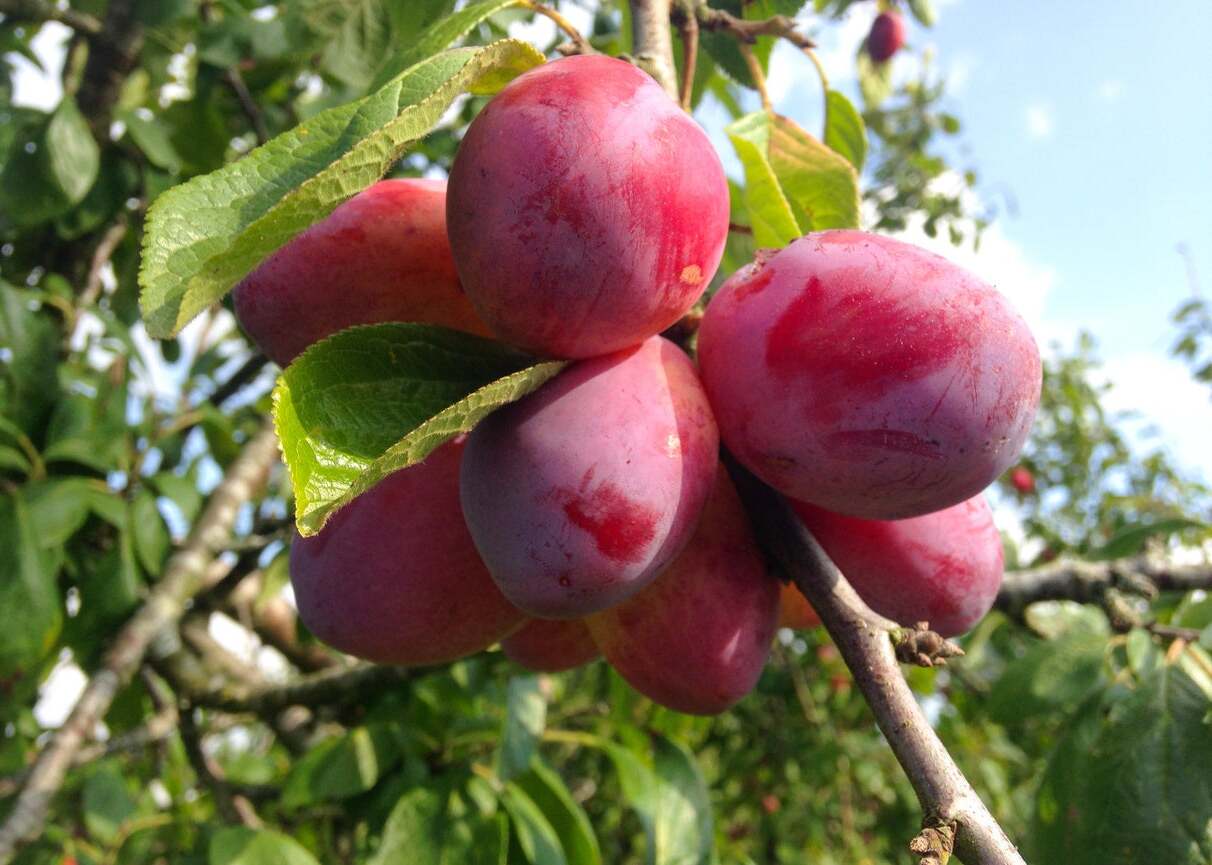 20-facts-about-victoria-plums