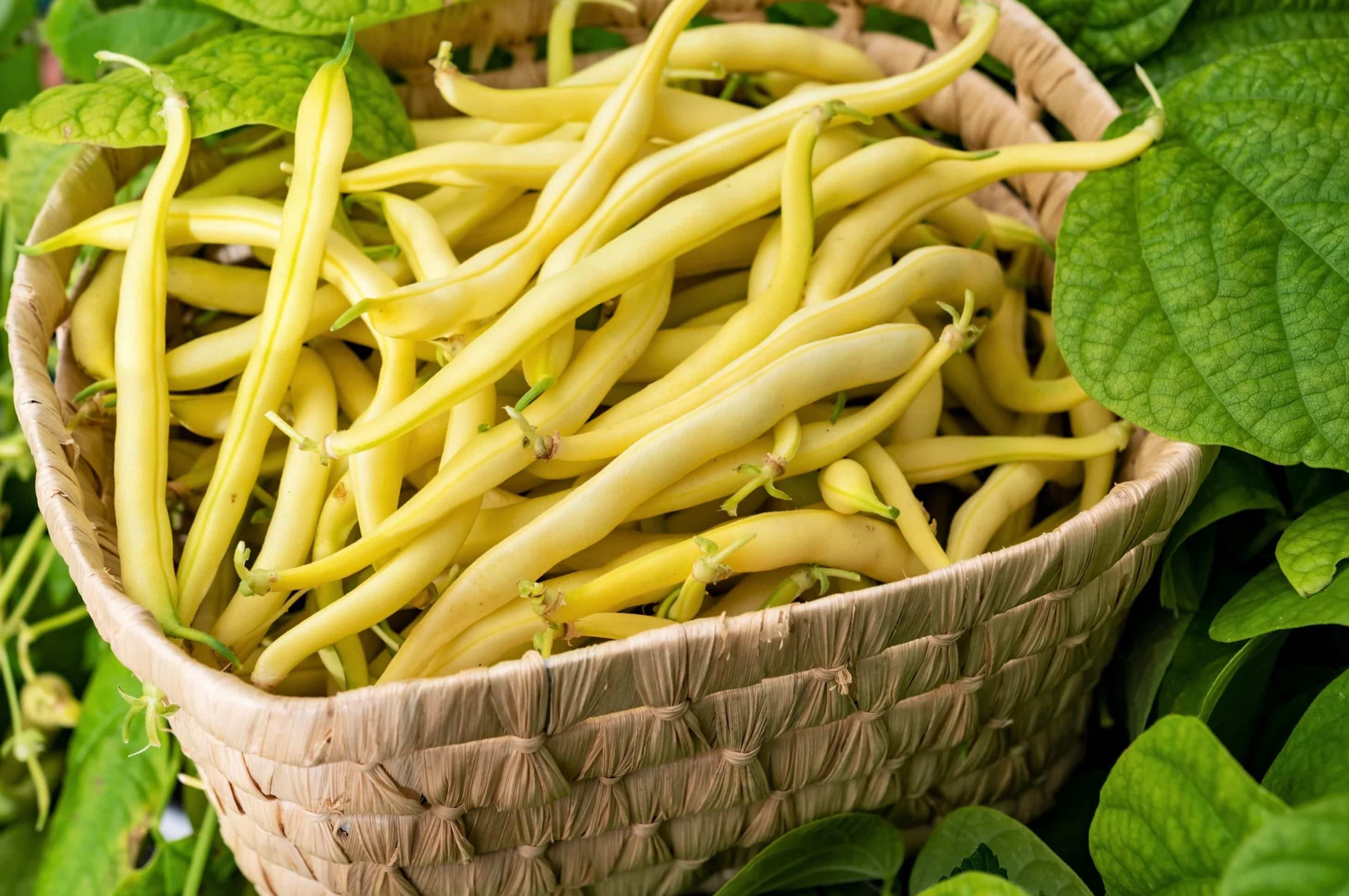 20-facts-about-yellow-bean