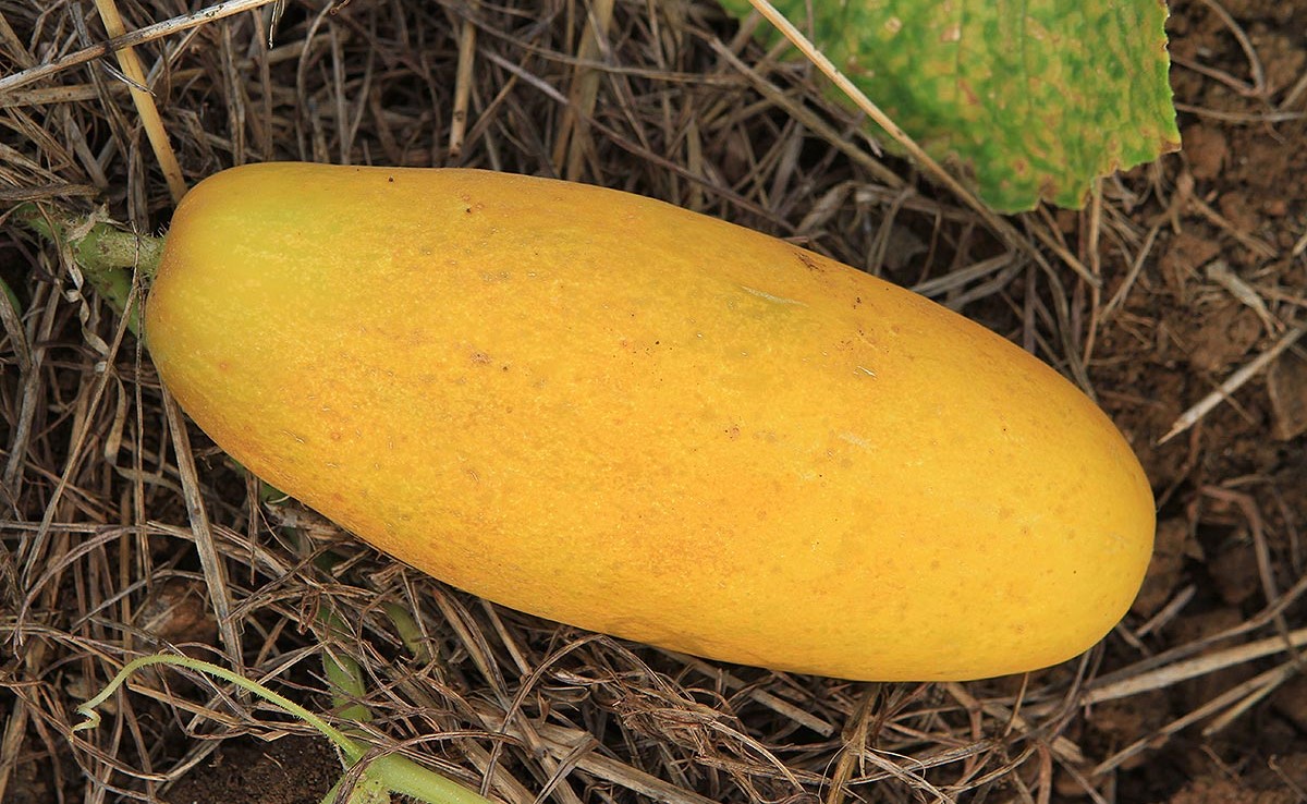 20-facts-about-yellow-cucumber