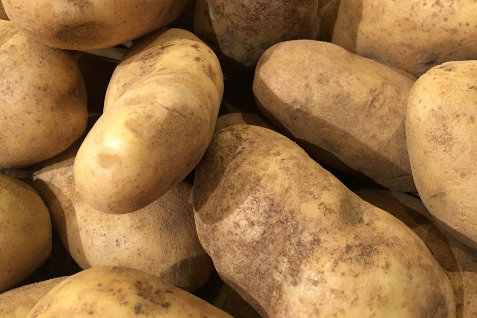 20-facts-about-yukon-gold-potato