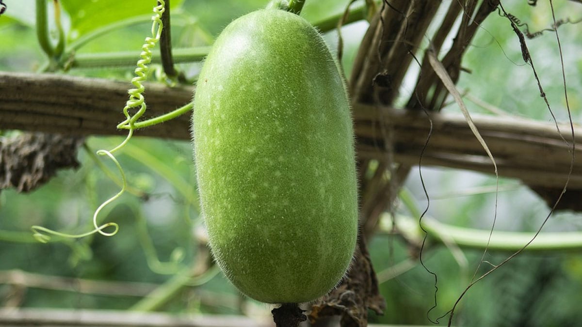 25-facts-about-ash-gourd