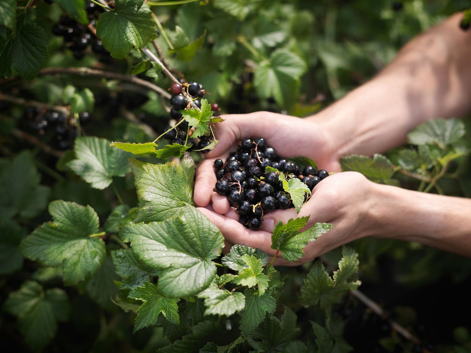 25-facts-about-blackcurrant