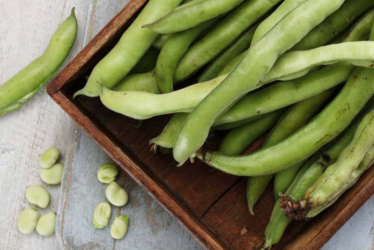 25-facts-about-broad-beans