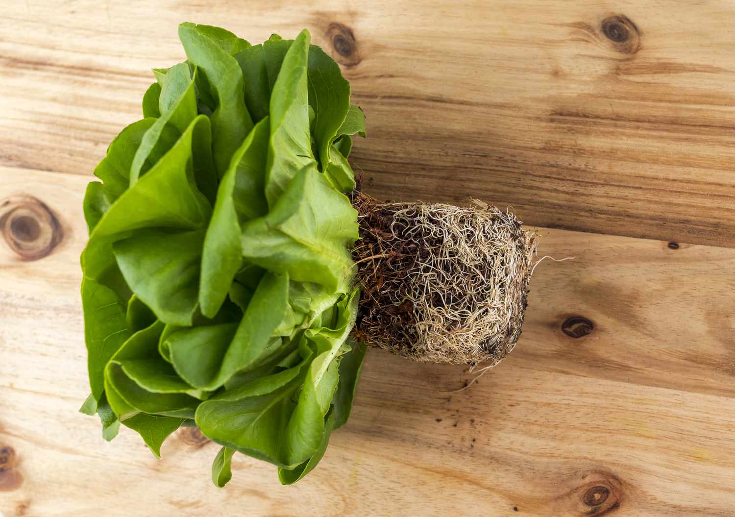 25 Facts About Butter Lettuce - OhMyFacts