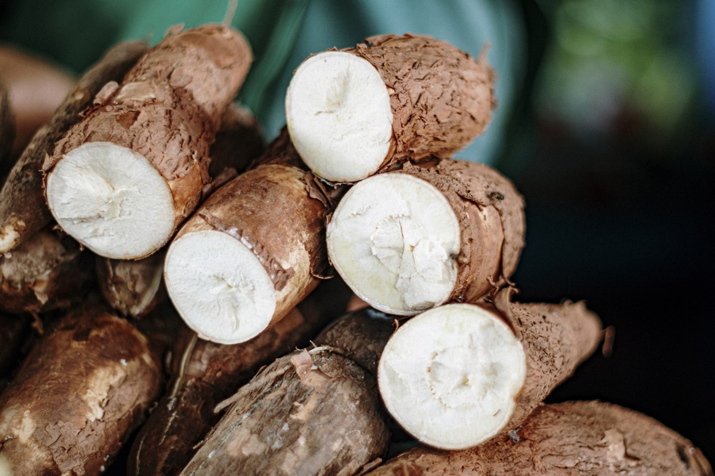 25-facts-about-cassava