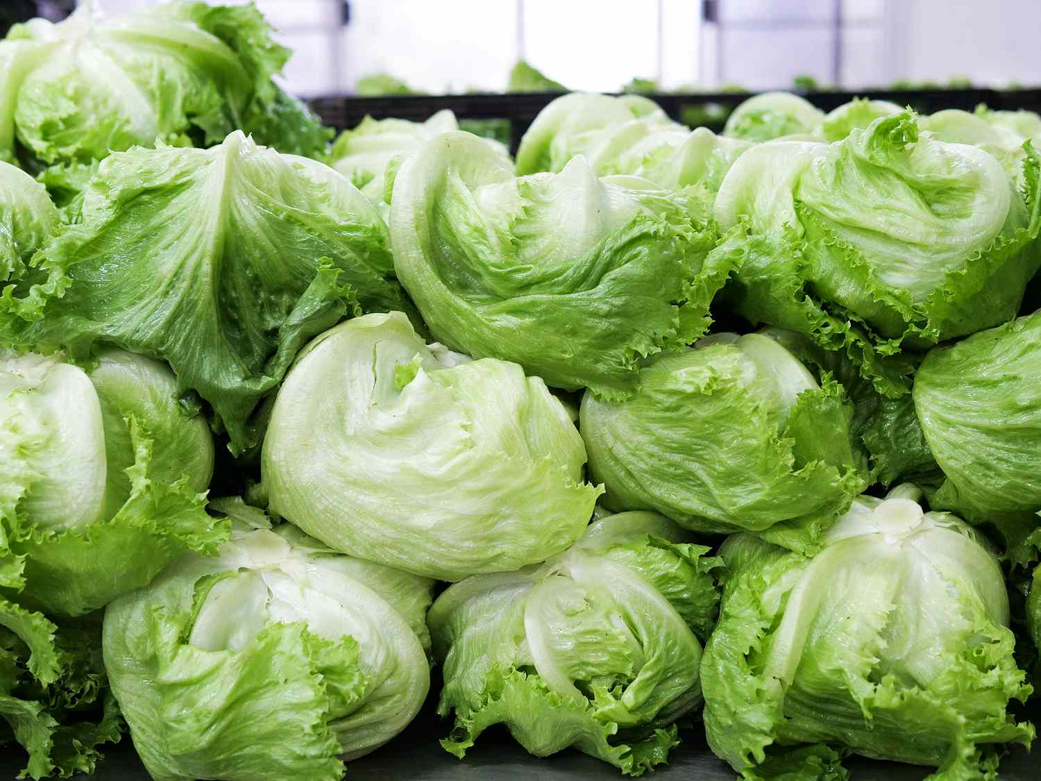 25-facts-about-iceberg-lettuce