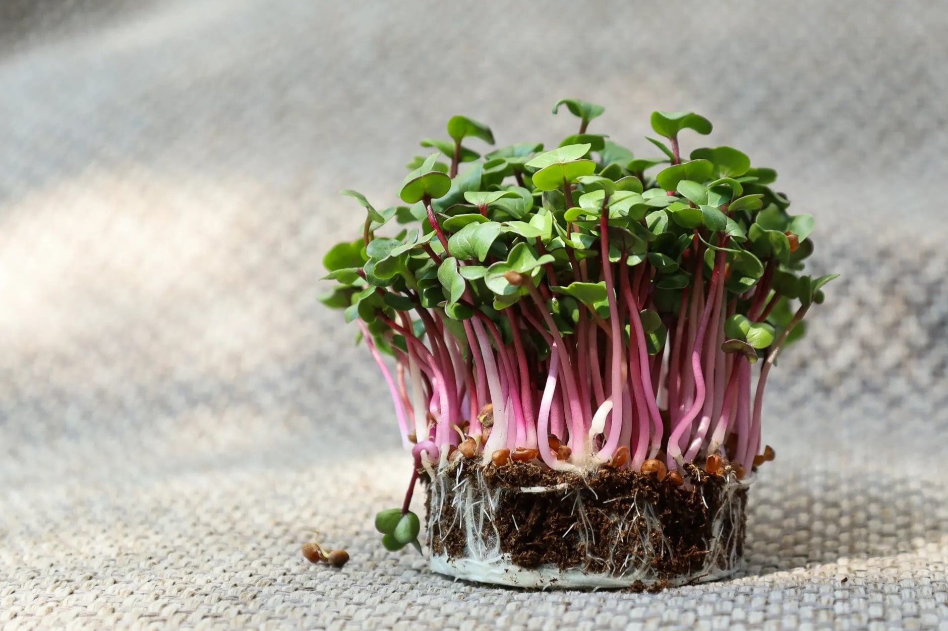 25-facts-about-microgreens