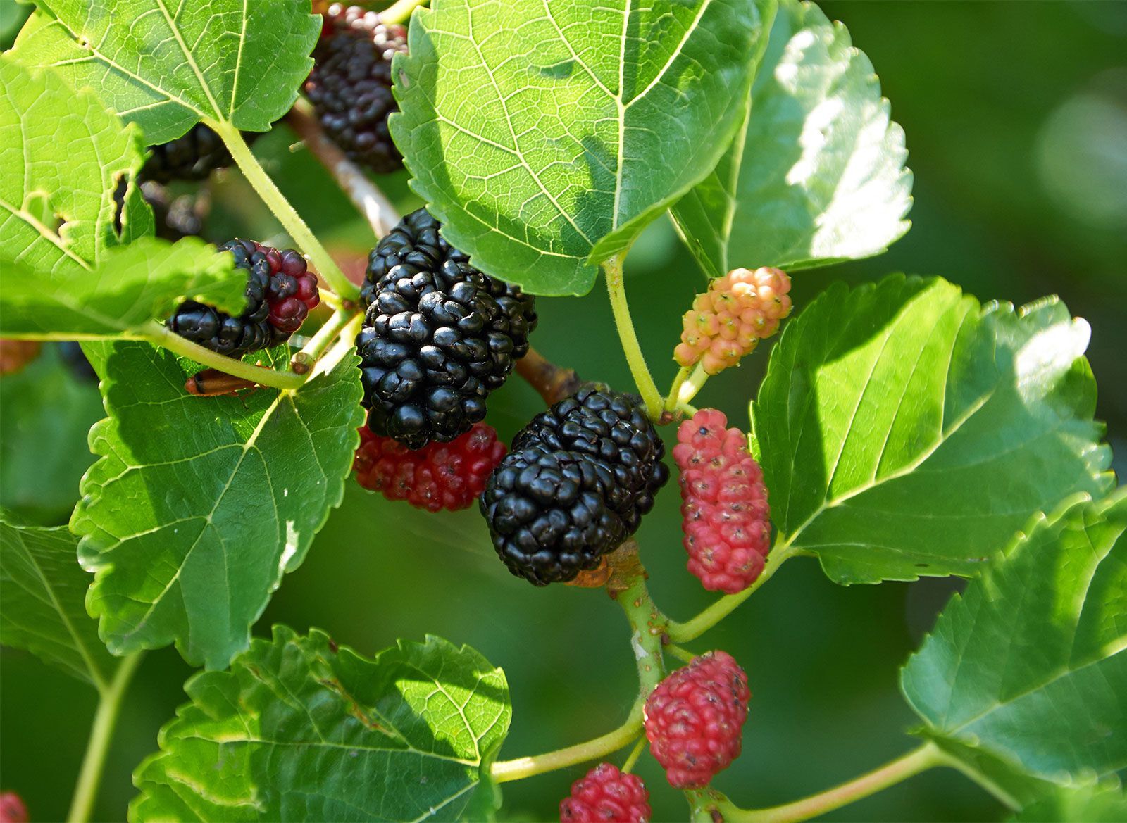 25-facts-about-mulberry