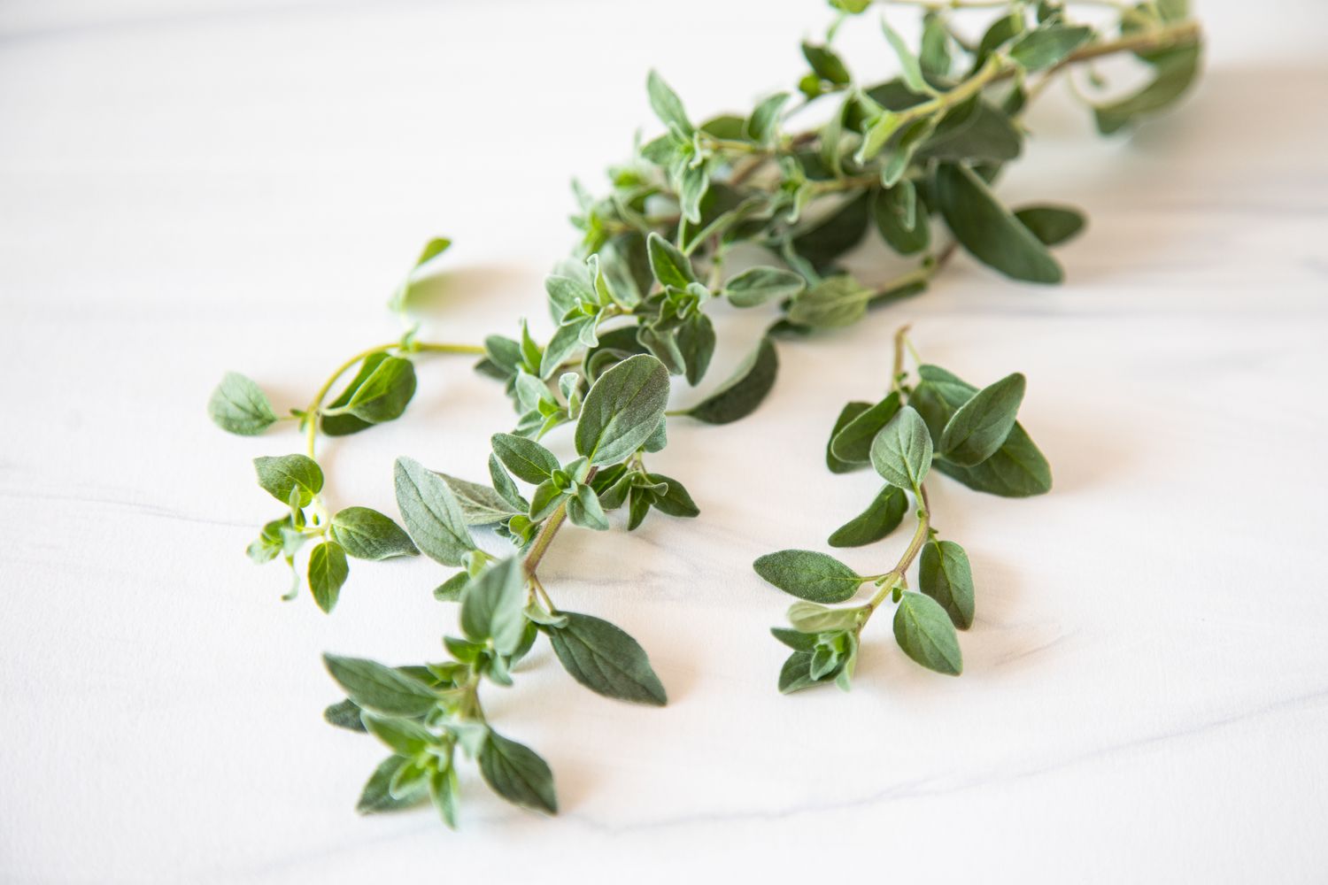 25-facts-about-oregano