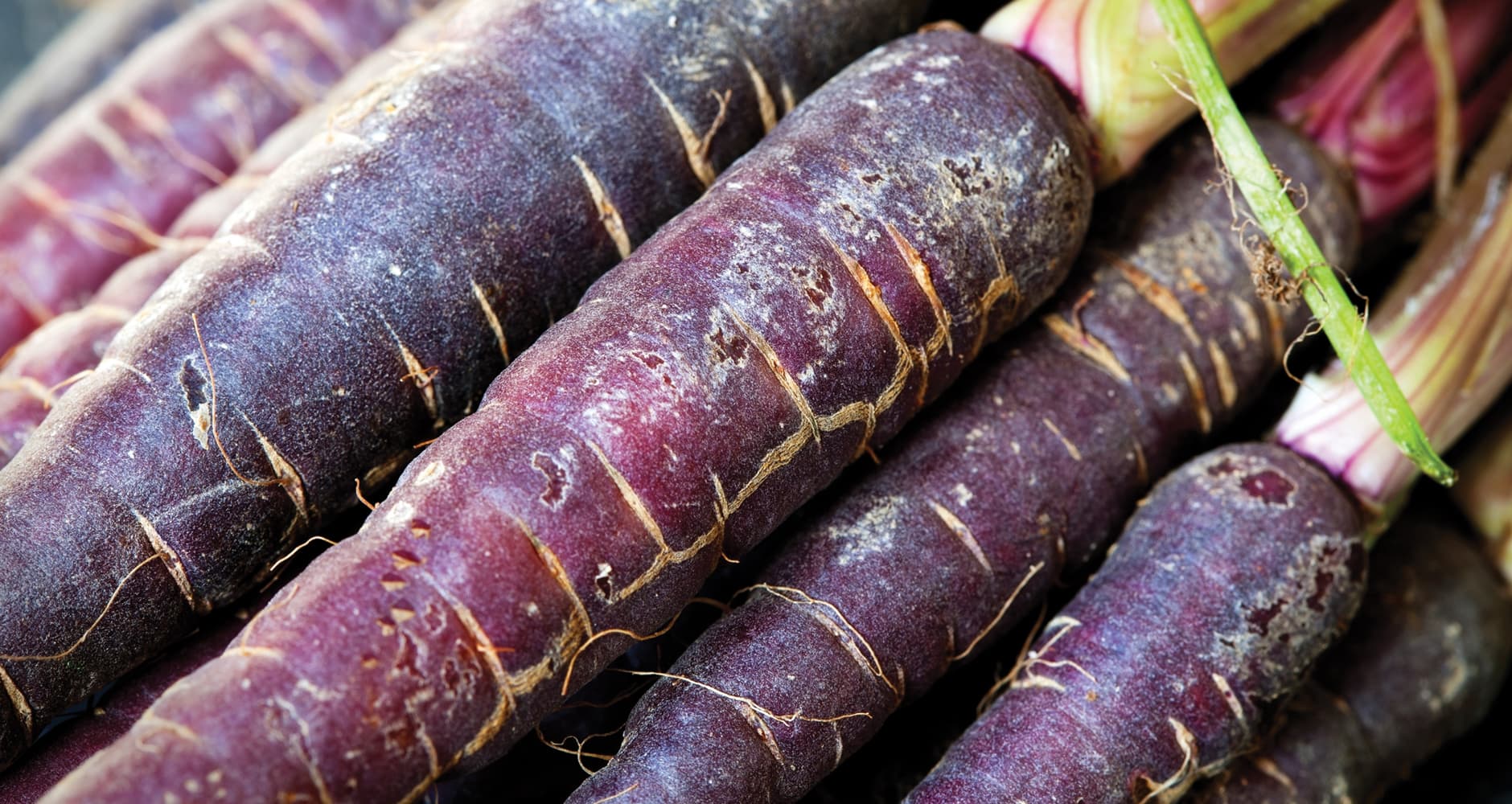 25-facts-about-purple-carrot