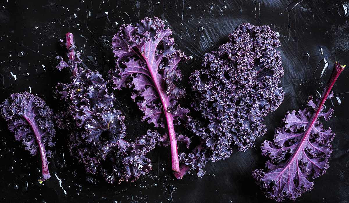 25-facts-about-purple-kale