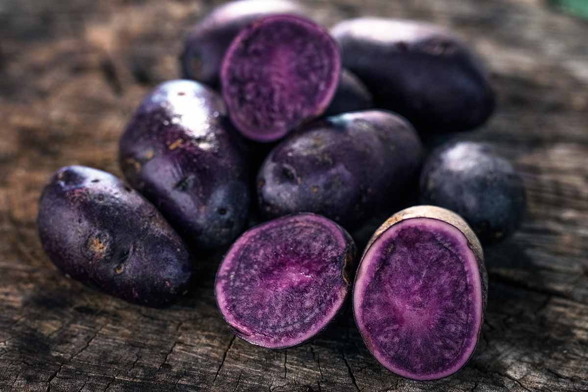 25-facts-about-purple-potato