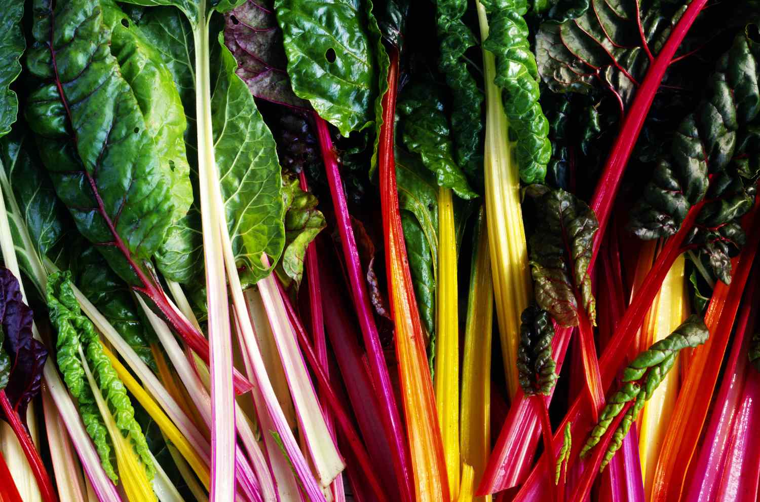 25-facts-about-rainbow-chard