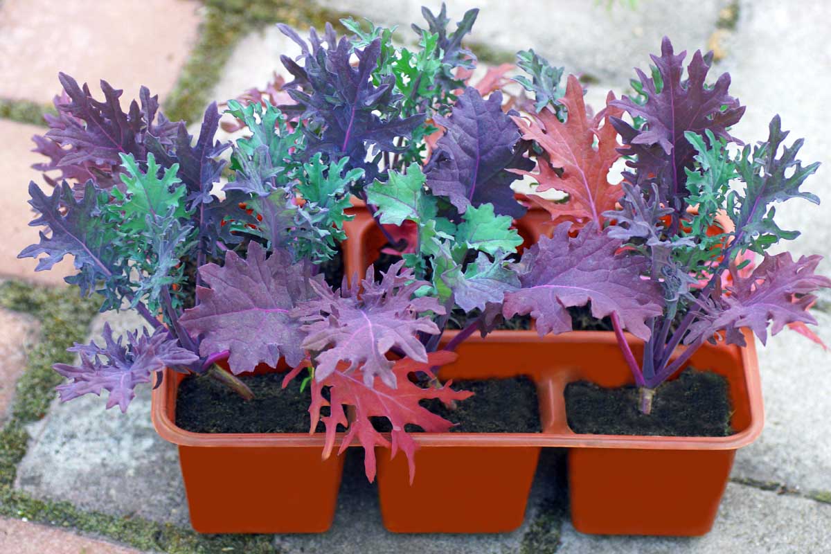 25-facts-about-red-russian-kale