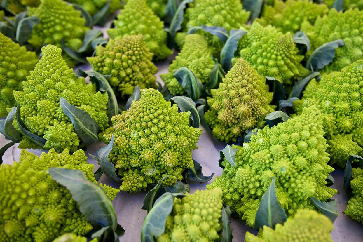 25-facts-about-romanesco-broccoli