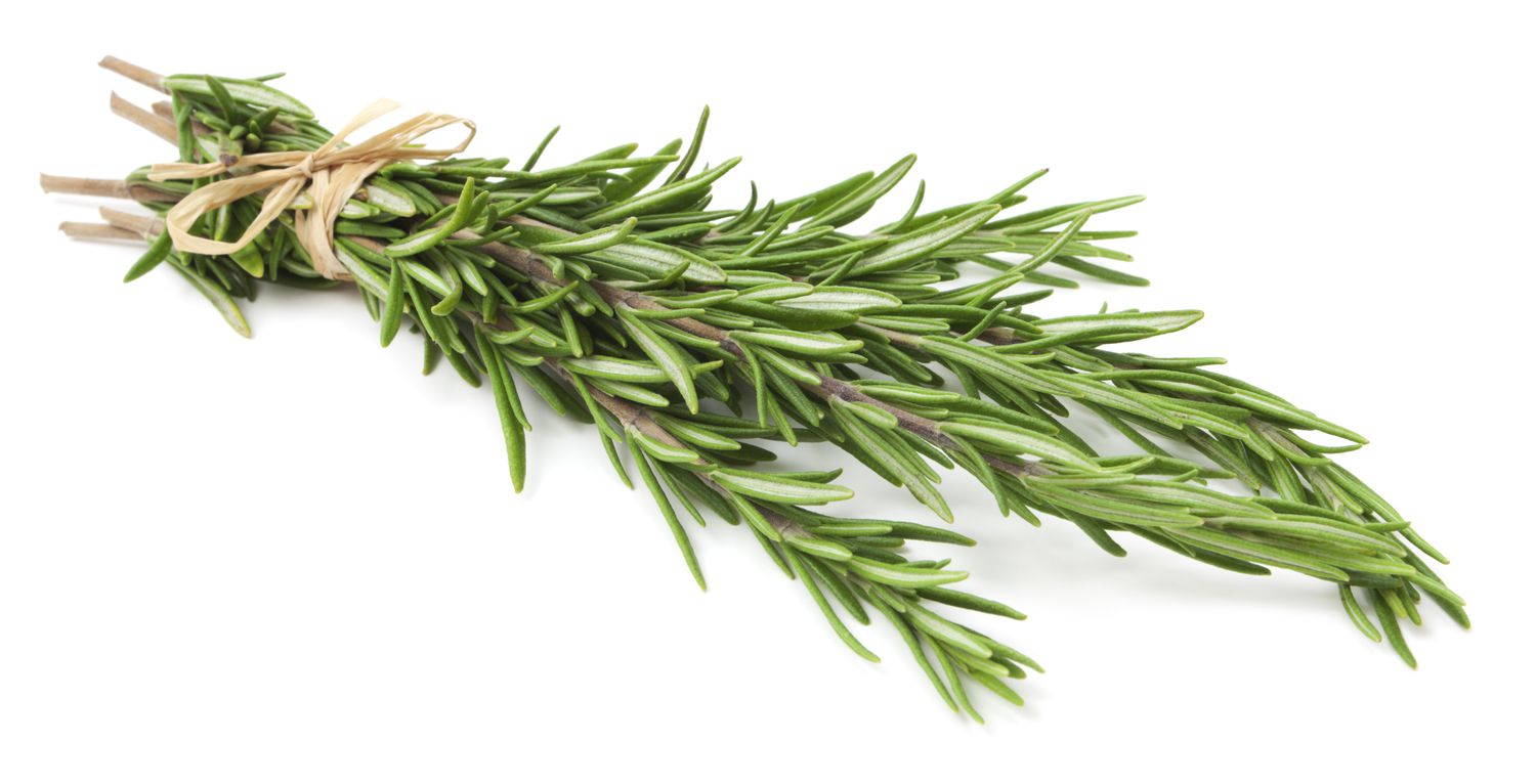 25 Facts About Rosemary - OhMyFacts