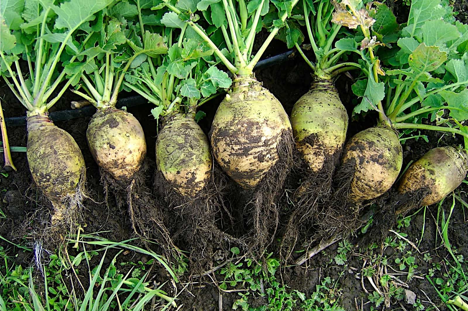 25-facts-about-rutabaga