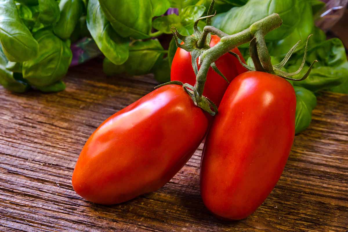 25-facts-about-san-marzano-tomato