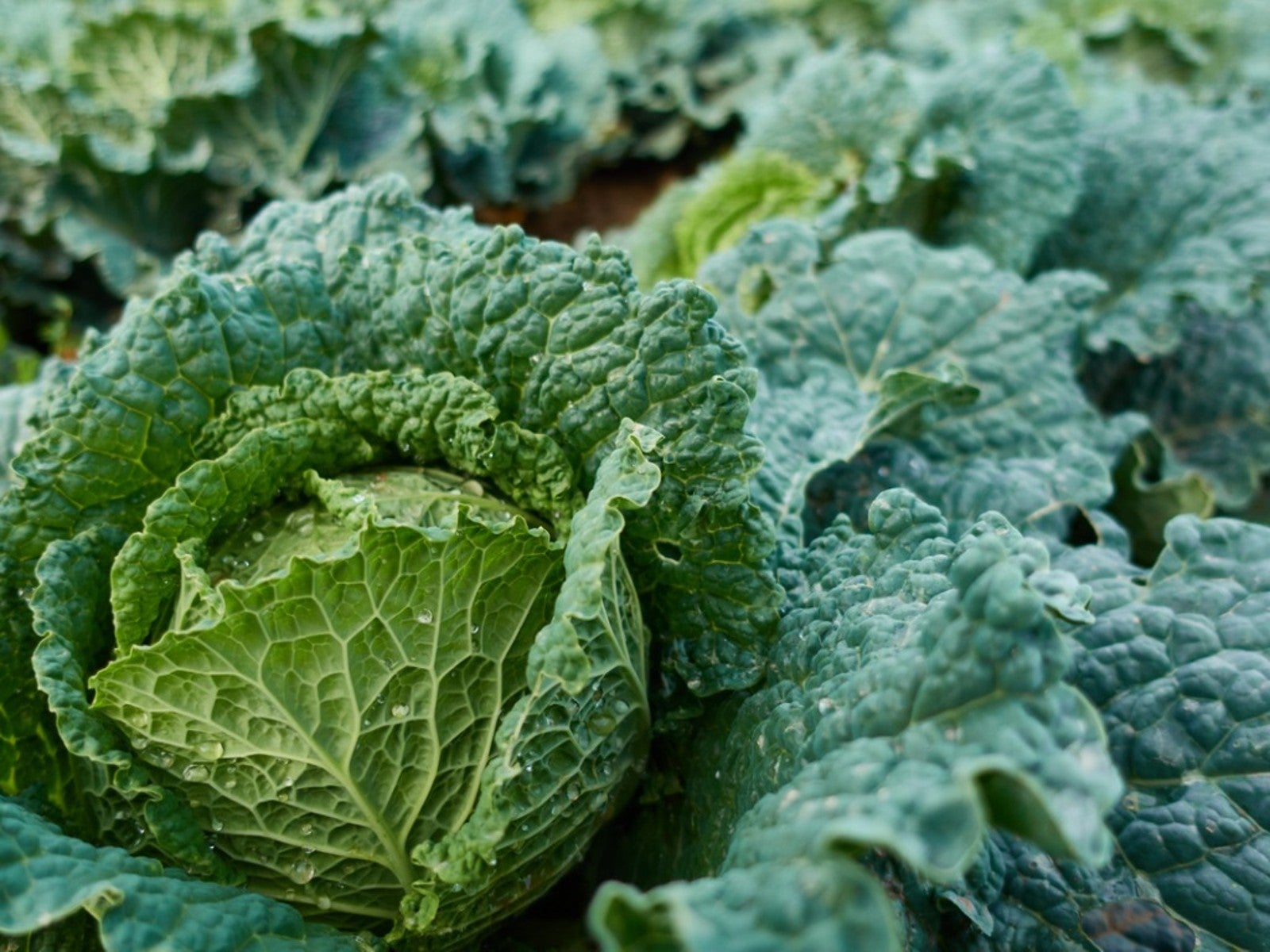 25-facts-about-savoy-cabbage