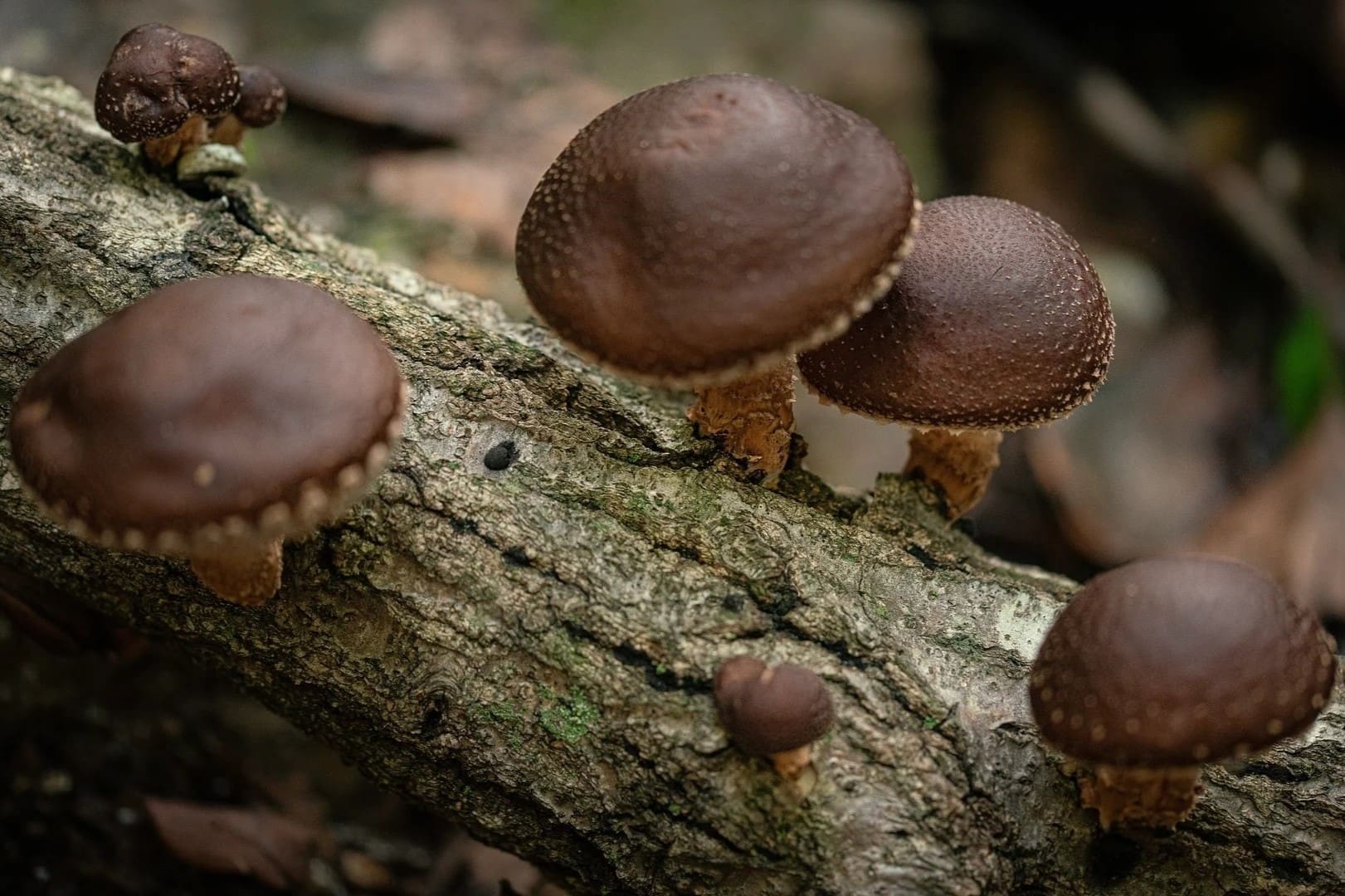 25-facts-about-shiitake-mushroom