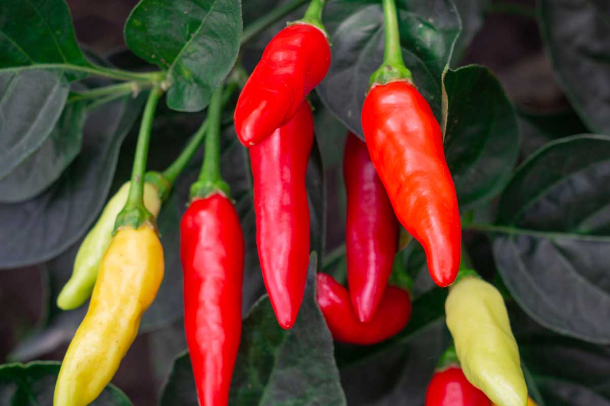 25-facts-about-tabasco-pepper