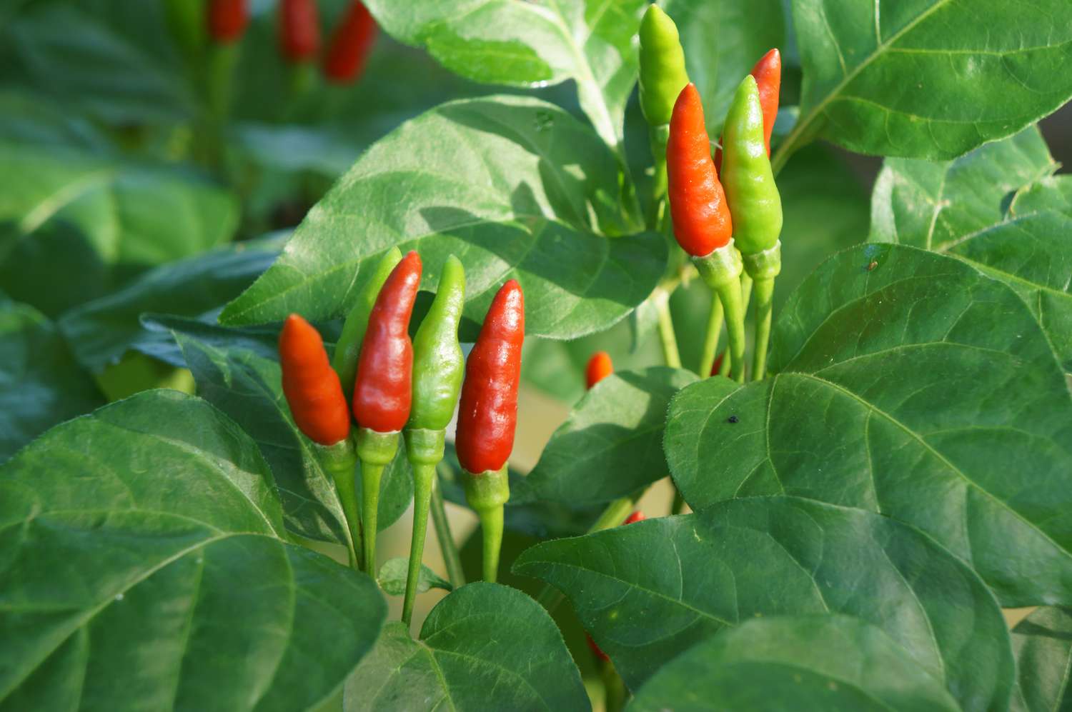 25-facts-about-thai-chili-pepper